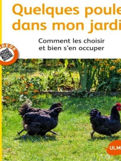 Quelques poules dans mon jardin