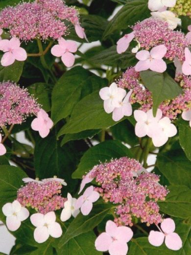 Hortensia à feuilles sucrées (Hydrangea serrata 'Oamacha') Plant