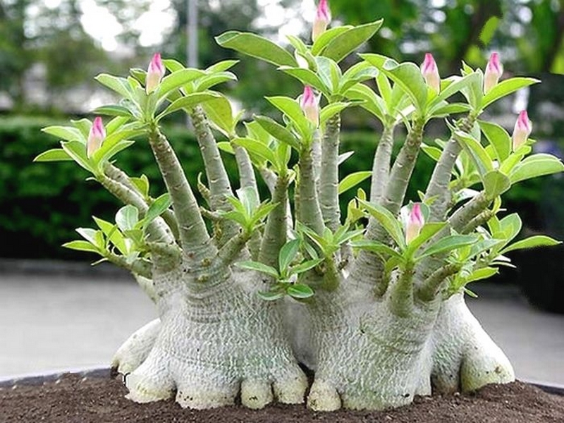 Adenium, vente (1)