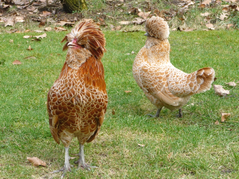 Adopter des poules dans son jardin (1)