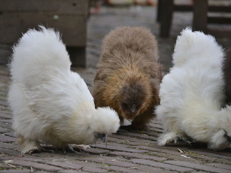 Adopter des poules dans son jardin (2)