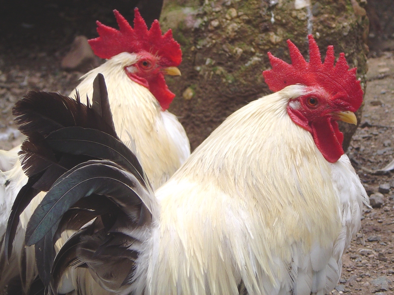 Adopter des poules dans son jardin (3)