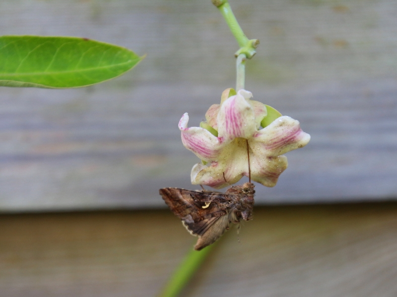 Araujia sericifera, plante cruelle (4)