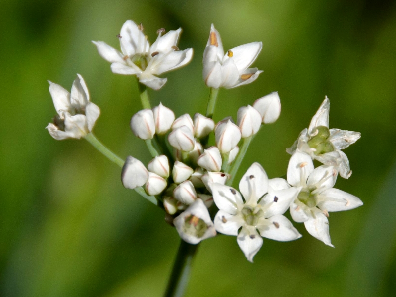 In de Kruidtuin in Leuven. Allium tuberosum Chinees bieslook