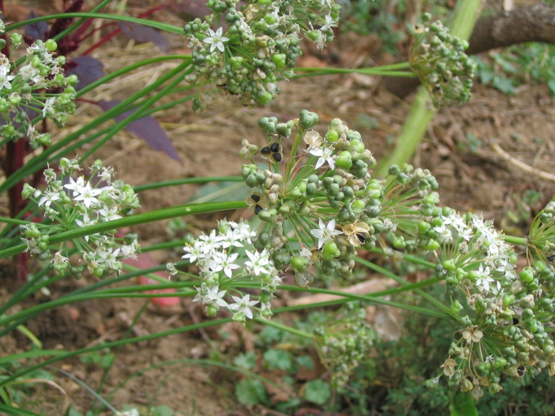 Ciboulette Chinoise, vente de plantes (3)