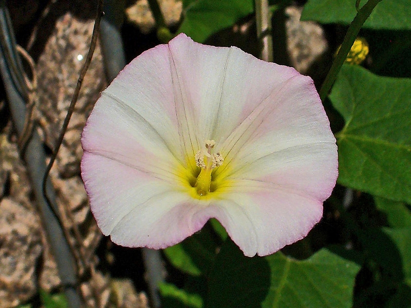 Convolvulus_arvensis