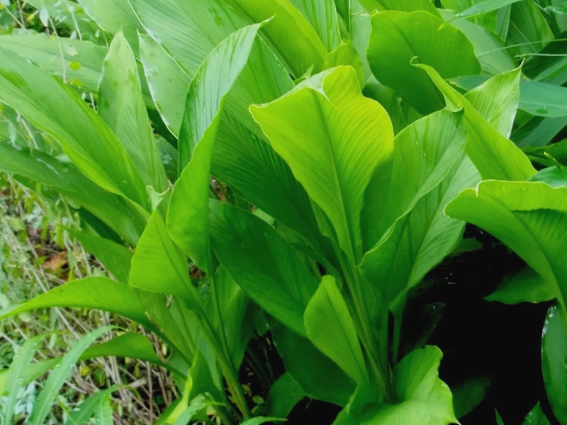 Curcuma, vente plantes (3)