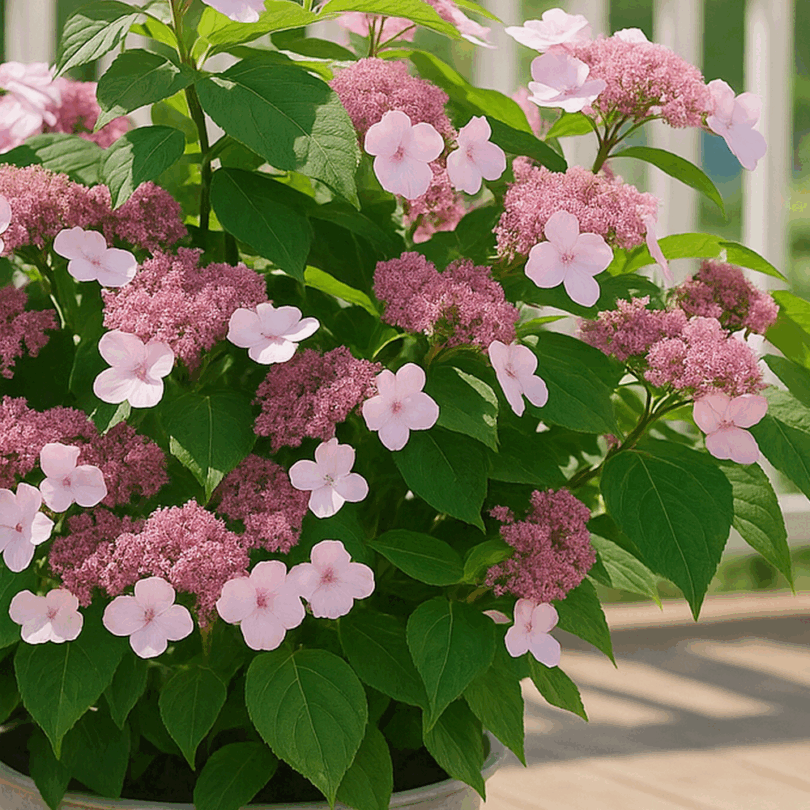 Hortensia à feuilles sucrées (Hydrangea serrata 'Oamacha') Plant