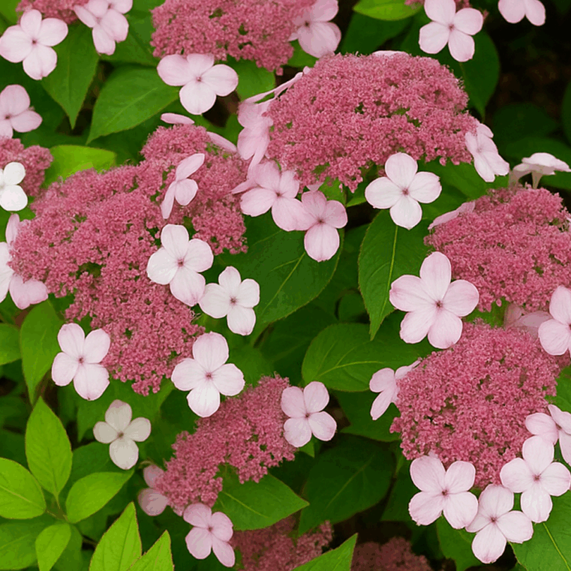 Hortensia à feuilles sucrées (Hydrangea serrata 'Oamacha') Plant – Image 3