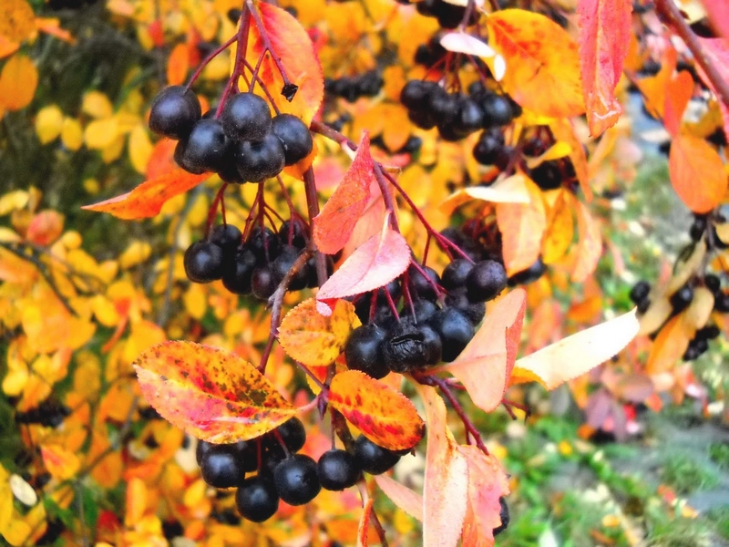 L’Aronia noir, une petite baie méconnue