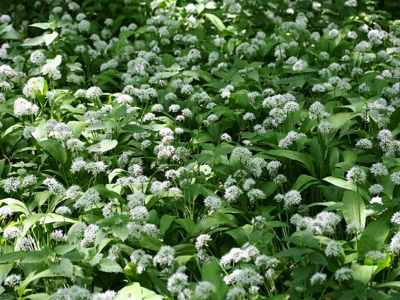 L’ail des ours Comestible du bulbe aux fleurs ! (2)