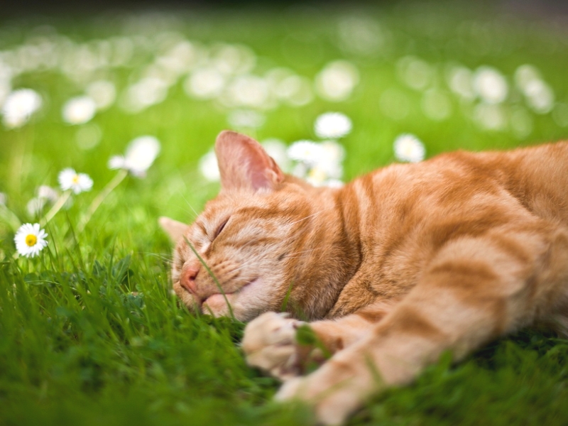 L'herbe à chats : Pourquoi nos petits félins en raffolent ?