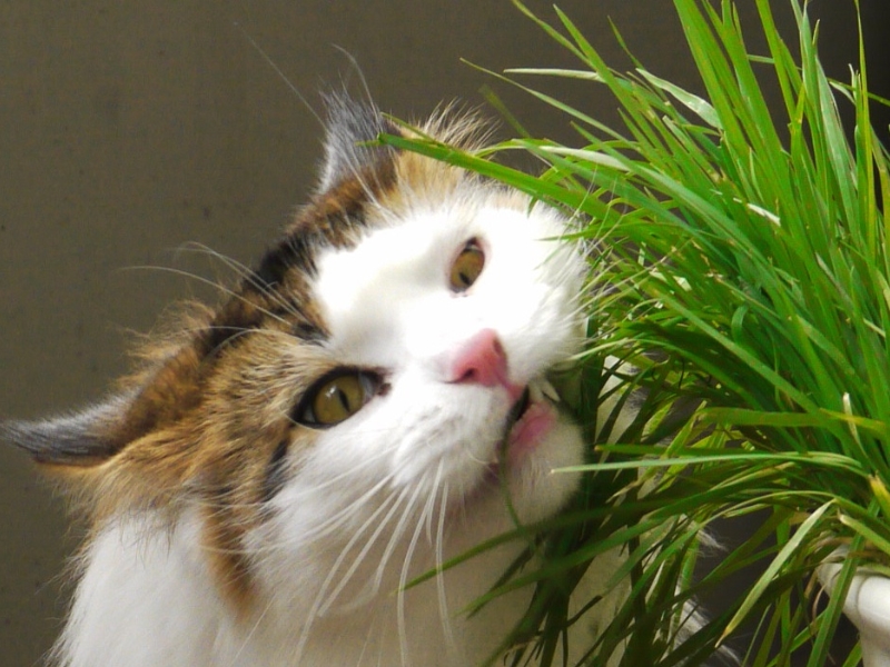L'herbe à chats (2)