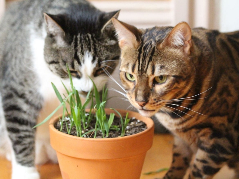 Semer de l'herbe à chat en pot 