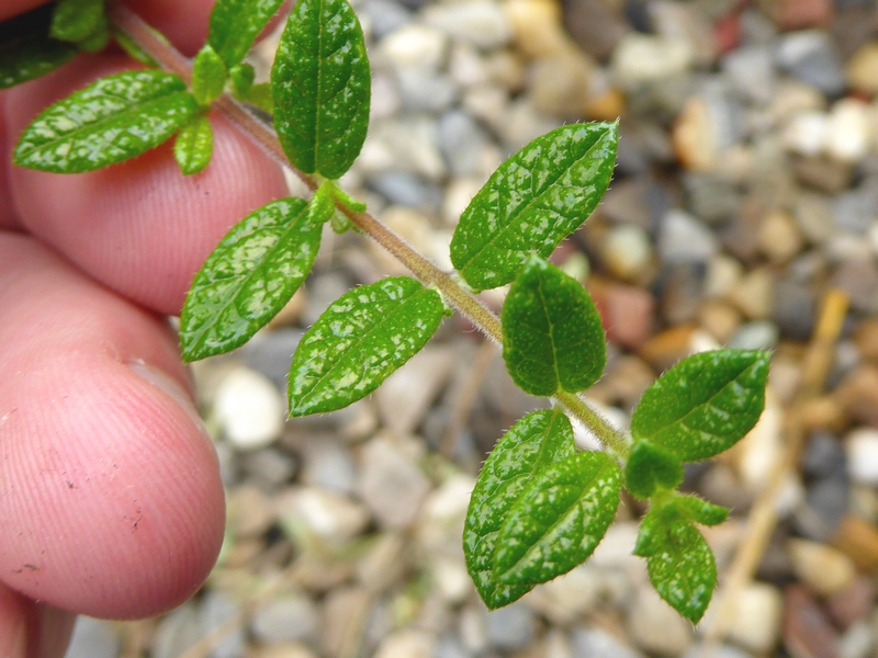 Nashia inaguensis - vente plantes (2)