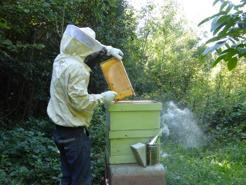 Récolte miel, apiculture (2)
