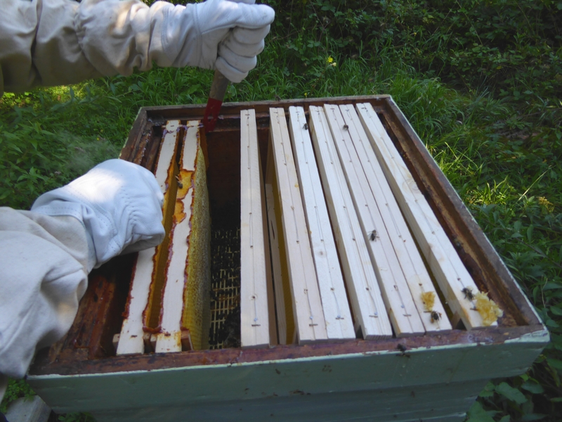 Récolte miel, apiculture (3)