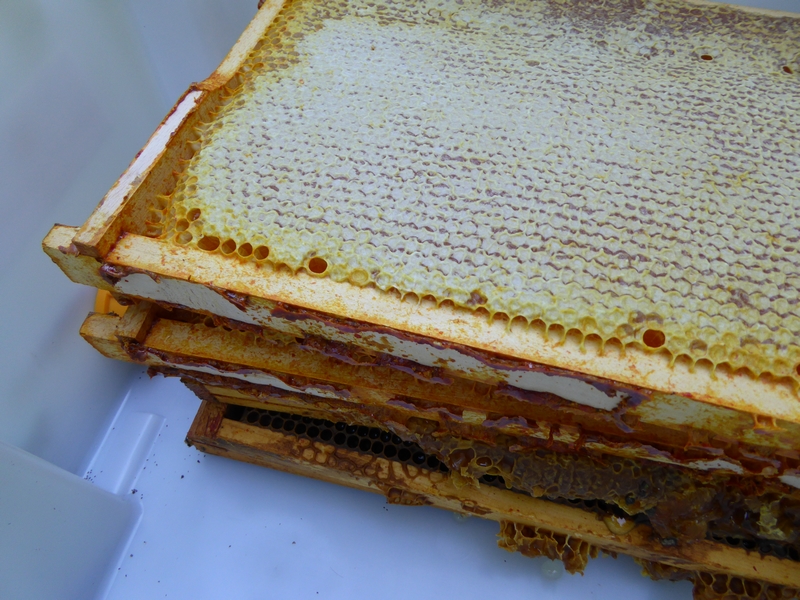Récolte miel, apiculture (4)