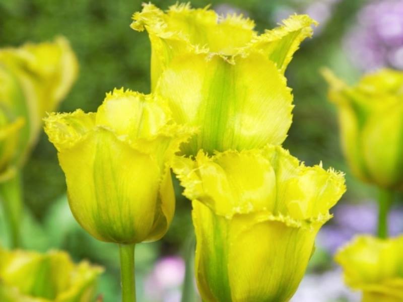 Tulipe 'Green Jay'