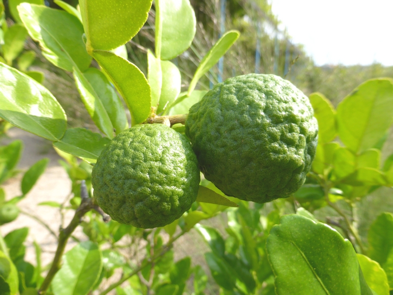 agrumes rares, vente de plantes, alsagarden (3)