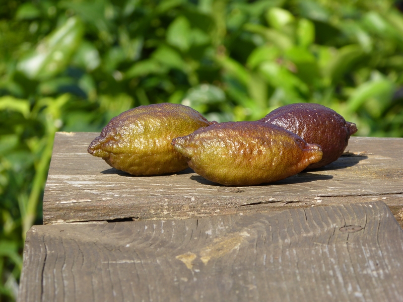 agrumes rares, vente de plantes, alsagarden (5)