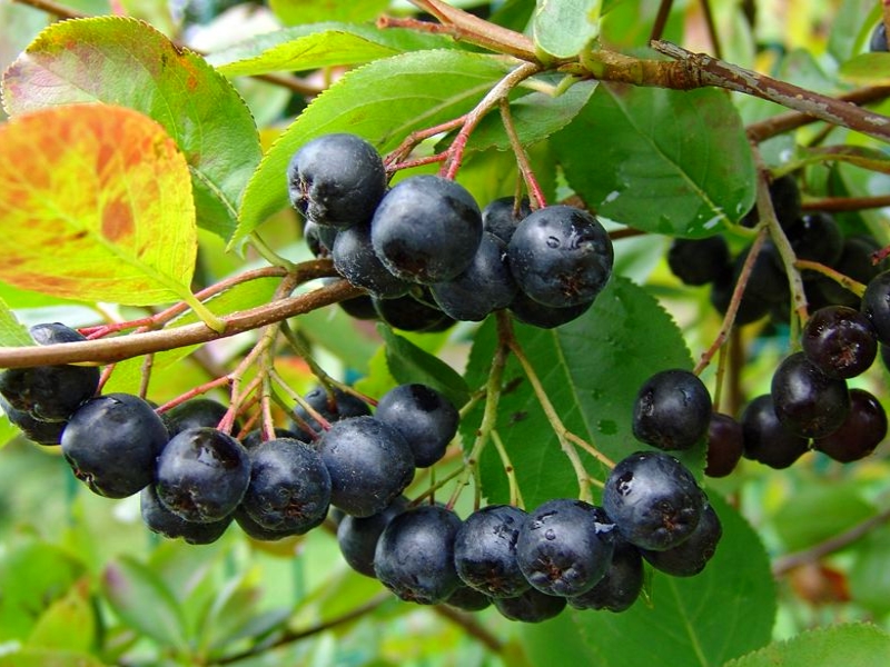 aronia, vente plantes (2)