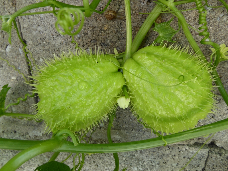 chayotte (Sechium edule) (2)