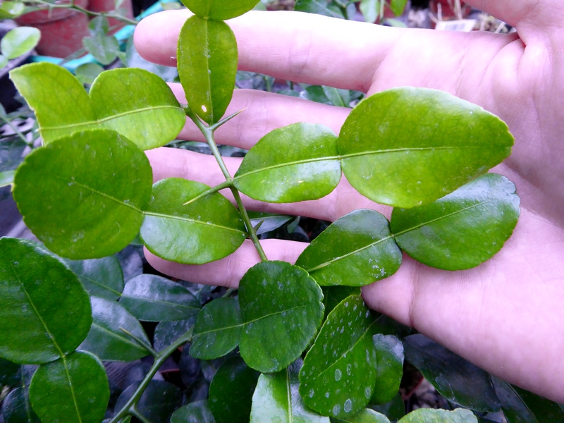 feuilles de combava (1)