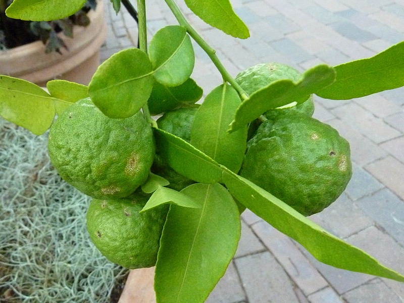 Coffret Cadeau Thé Litchi Agrumes