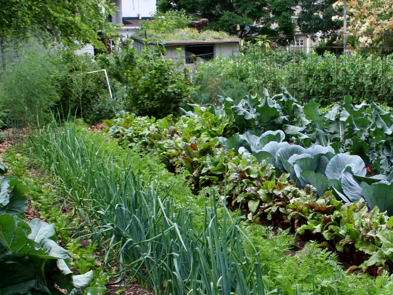 potager légumes