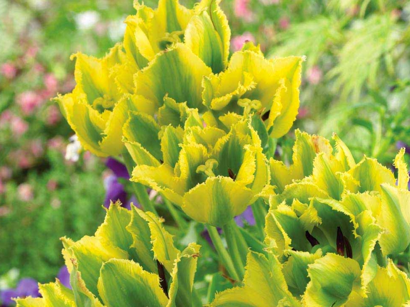 tulipe variété green jay