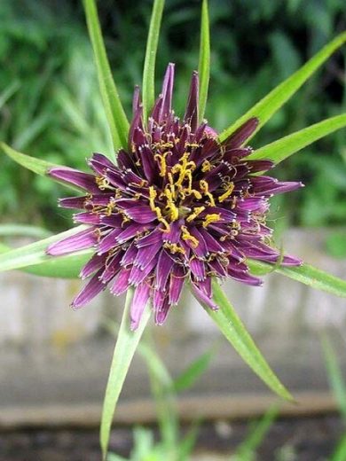 Salsifis cultivé (Tragopogon porrifolius) Graines