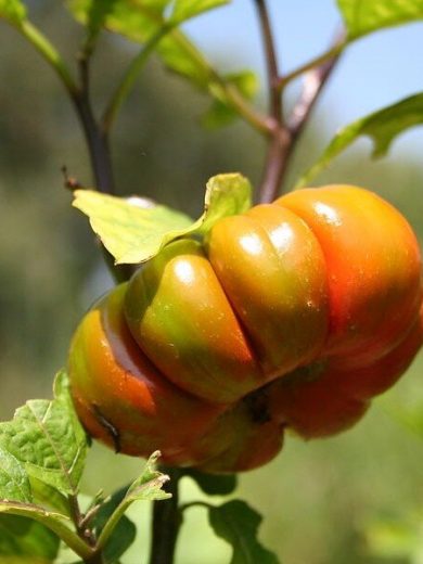 Solanum aethiopicum (Aubergine africaine, Gilo) Graines