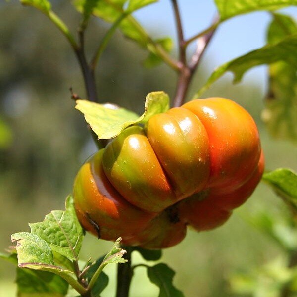 Solanum aethiopicum (Aubergine africaine, Gilo) Graines