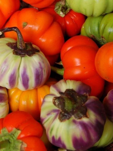 Solanum aethiopicum (Aubergine africaine, Gilo) Graines