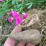 Châtaigne de terre (Lathyrus tuberosus) Graines