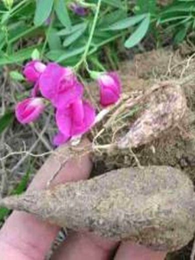 Châtaigne de terre (Lathyrus tuberosus) Graines