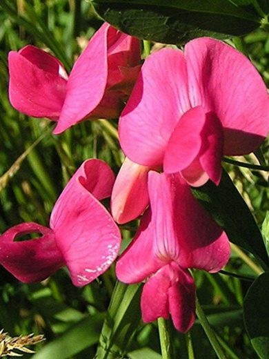 Châtaigne de terre (Lathyrus tuberosus) Graines