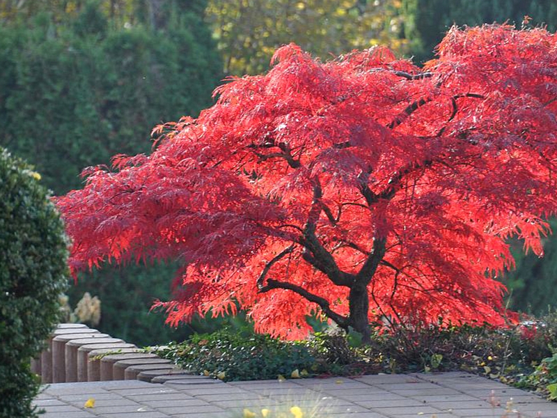 Acer_palmatum_atropurpureum