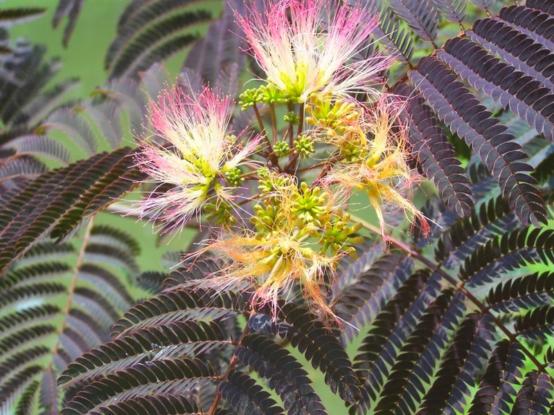 Arbre de soie chocolat, vente plantes