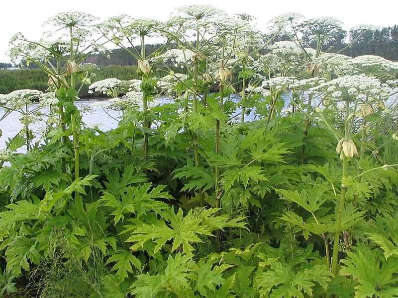 Berce du Caucase Une plante invasive et dangereuse (2)