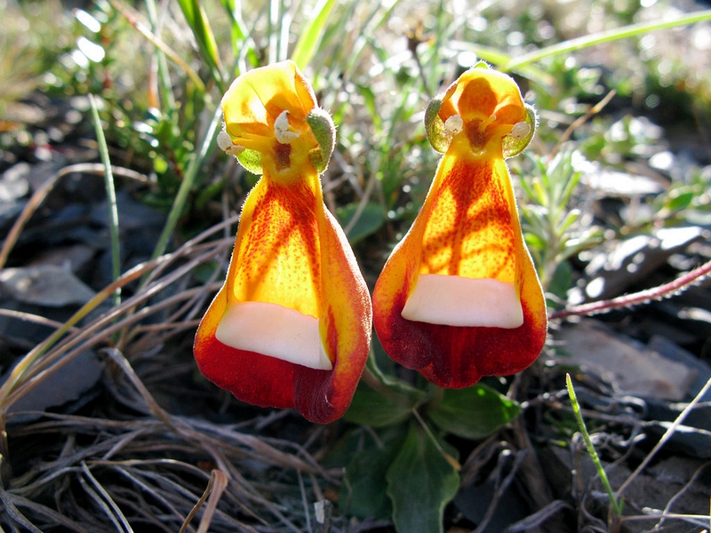 Calceolaria_uniflora_plante rare (2)