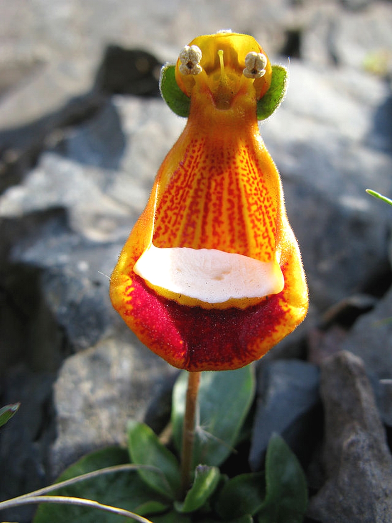 Calceolaria_uniflora_plante rare (3)