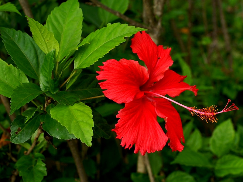 Hibiscus_rosa-sinensis, vente plantes