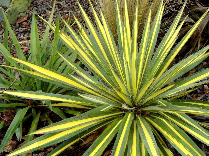 Yucca filamentosa, vente plantes