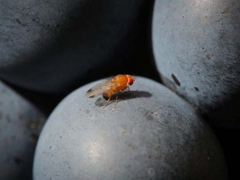 Une drosophile japonaise sur un raisin - Source : 24heures.ch