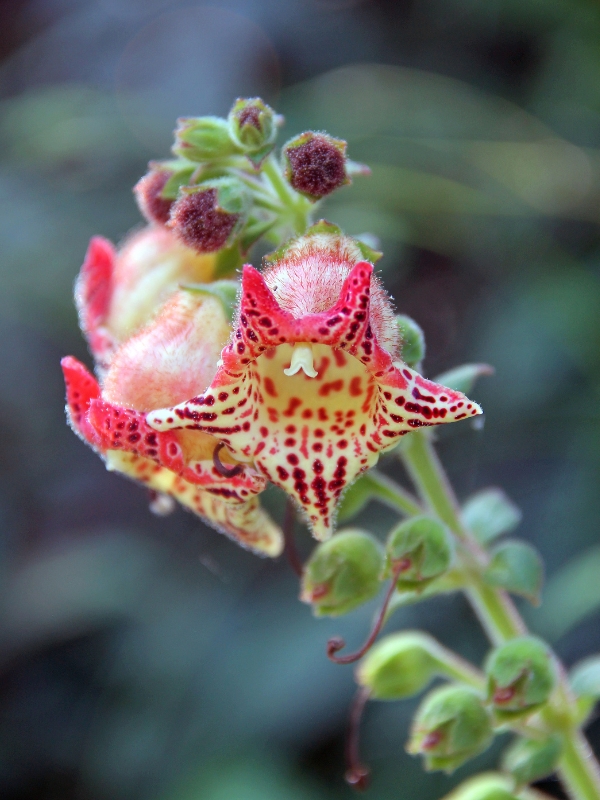 fleurs rares au jardin botanique