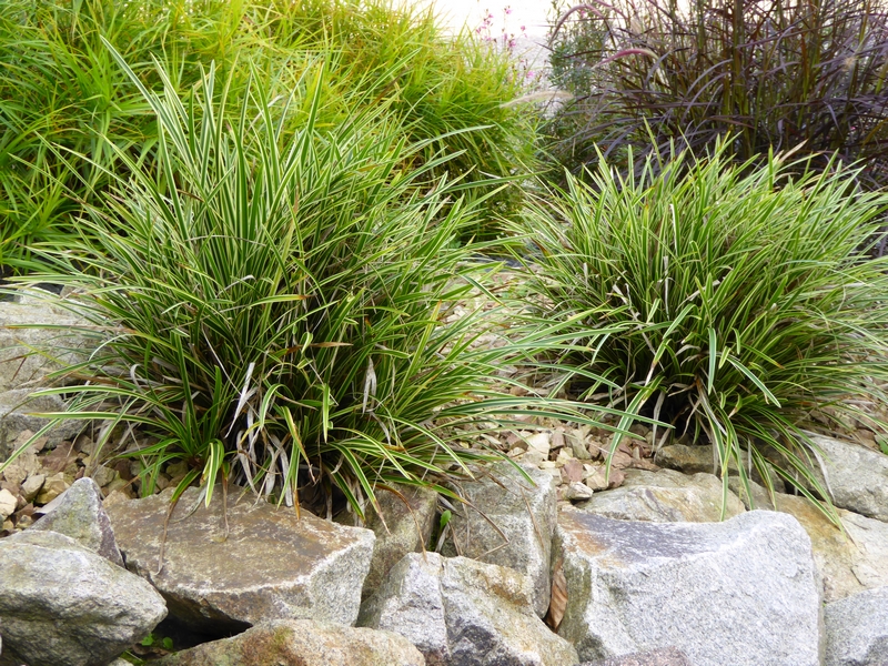 graminées au jardin (2)