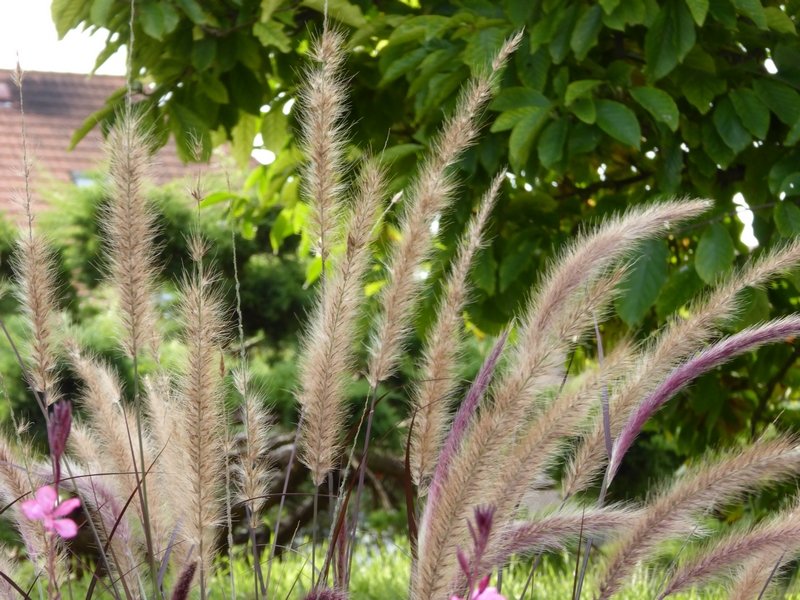 graminées au jardin (3)