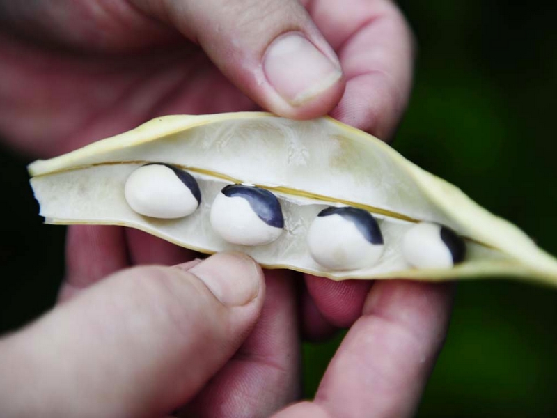 Semences potagères biologiques, libres et reproductibles